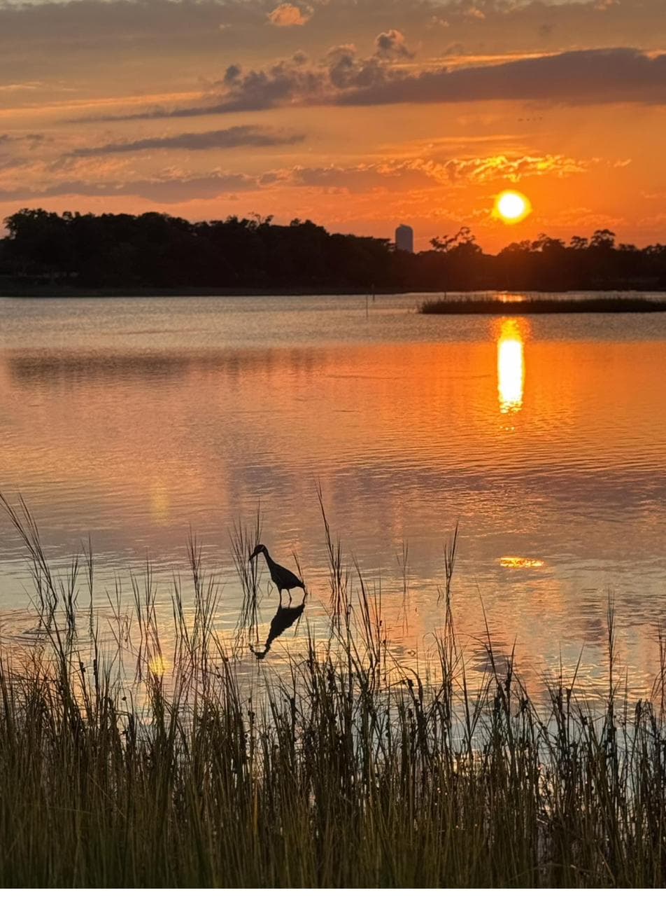 A heron wading in a still marsh at sunset along Shore Drive