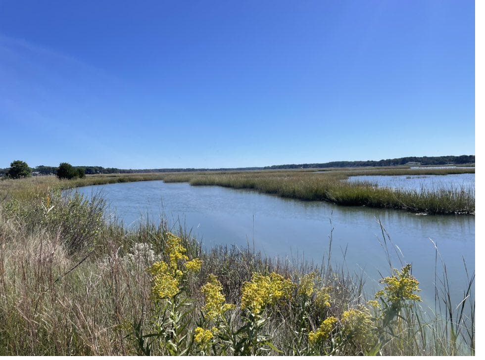 Yellow goldenrod blooming beside a Shore Drive tidal marsh on a clear day